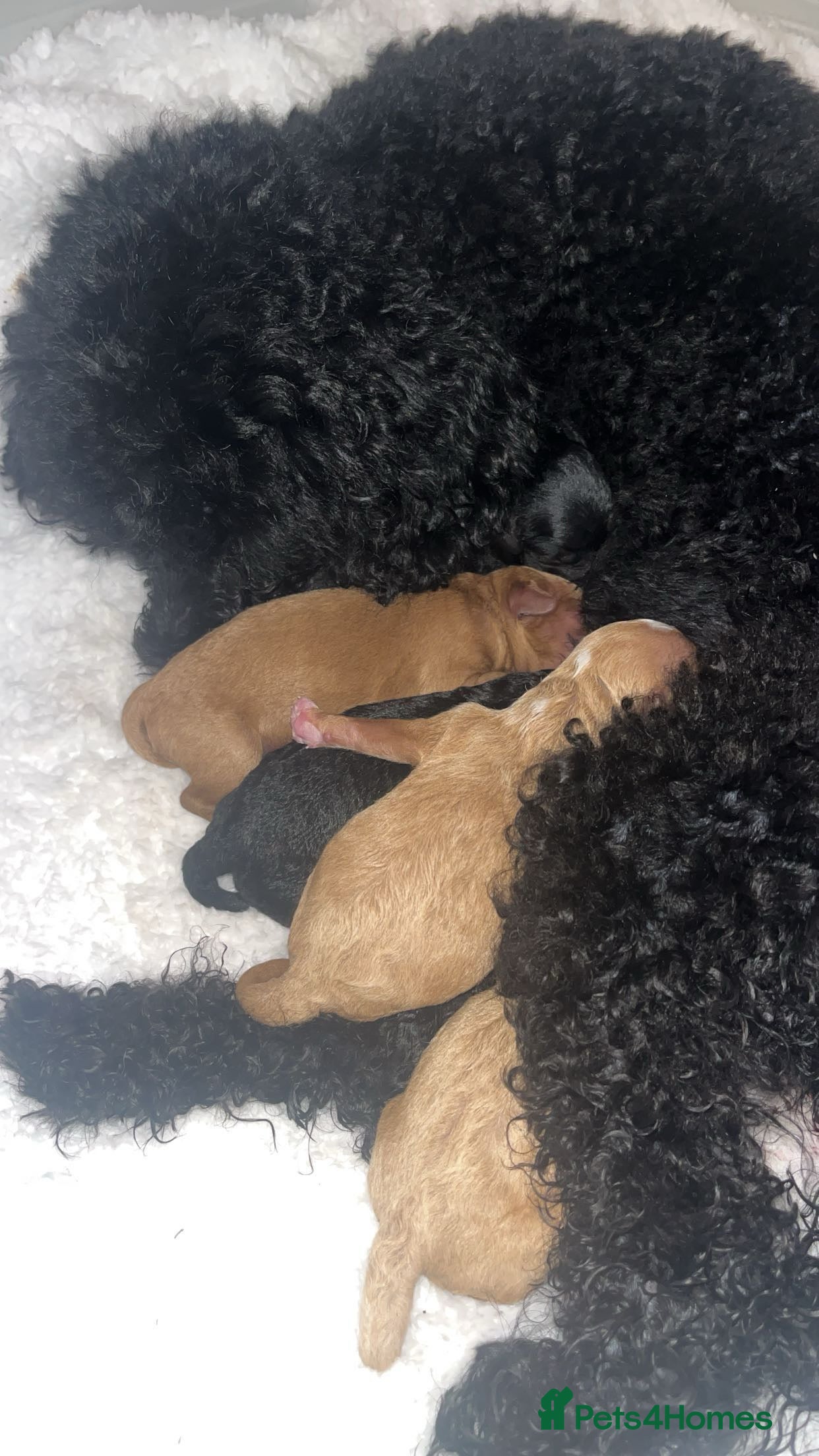 Miniature Poodle dogs Minature poodle puppy  - Advert 5