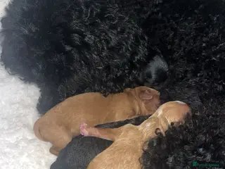 Miniature Poodle dogs Minature poodle puppy - Advert 5