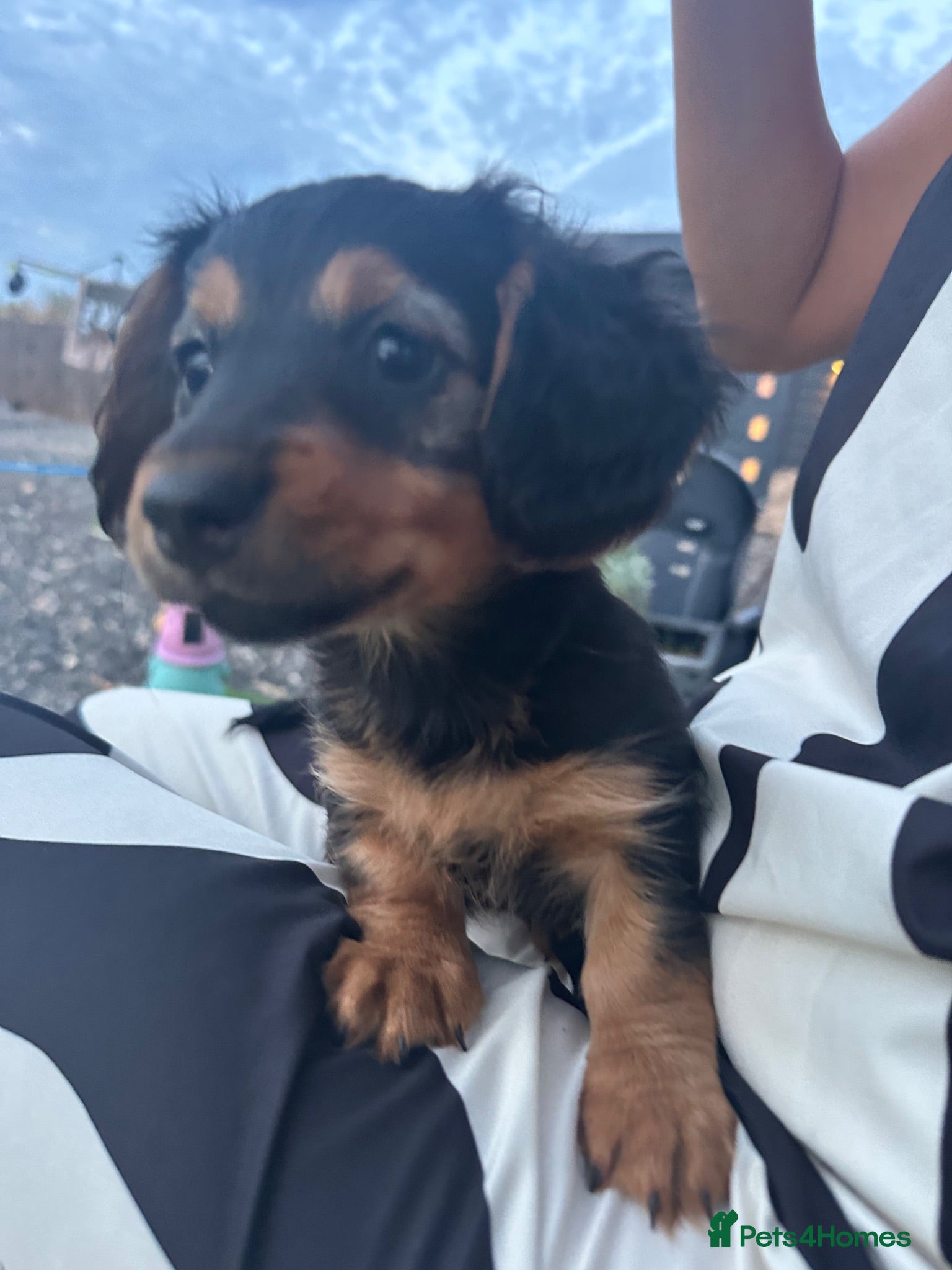 Dachshund dogs KC REG READY NOW! long haired miniature dachshund - Advert 2