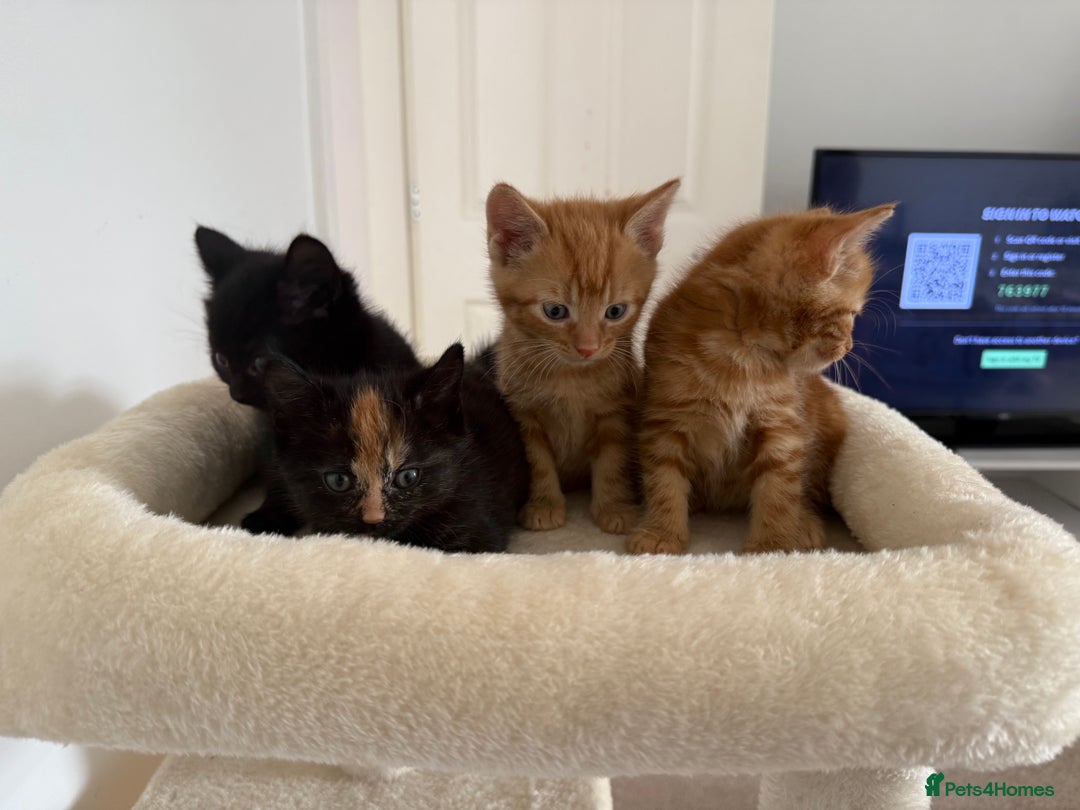 Mixed Breed cats for sale: Kittens for sale - Image 3