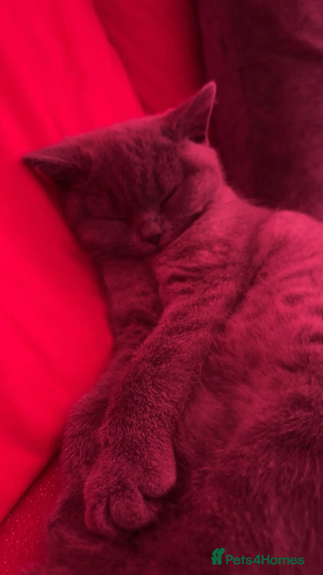 British Shorthair cats for sale: Cat for sale !! - Advert 1