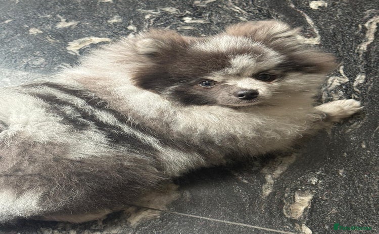 Pomeranian dogs - Advert 17