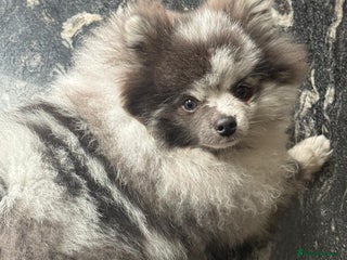 Pomeranian dogs - Advert 12