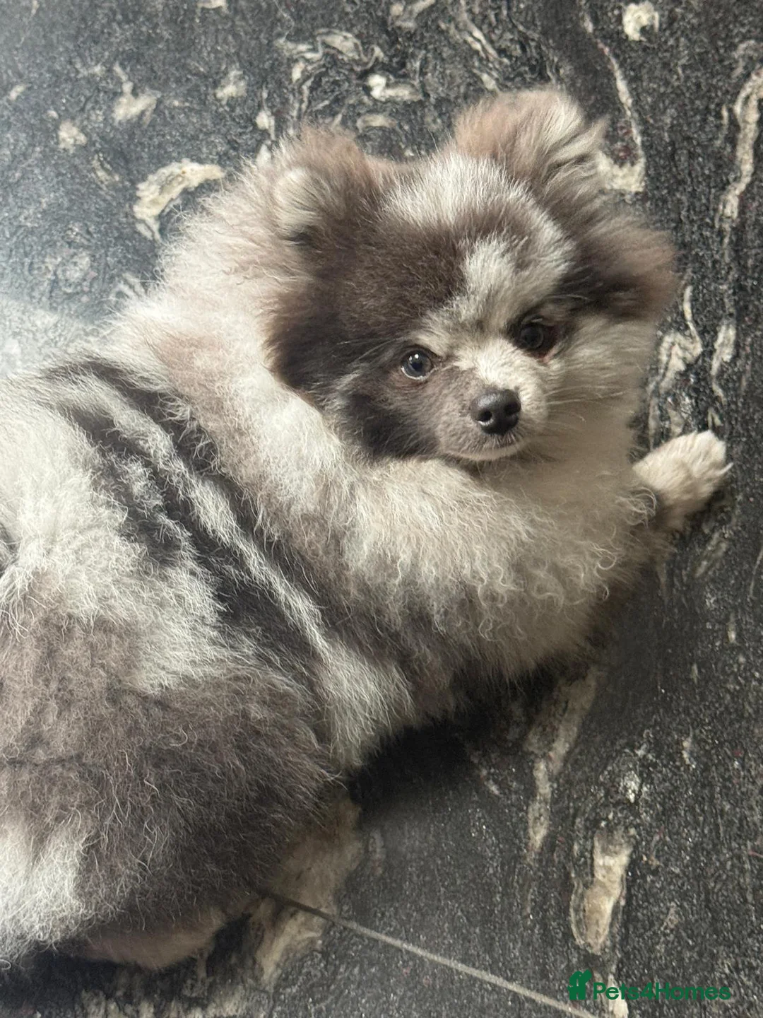 Pomeranian dogs for stud: Stud duties - Advert 1