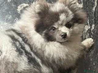 Pomeranian dogs Stud duties - Advert 3