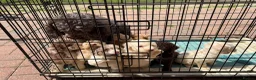 Cockapoo dogs for sale: Beautiful litter of F2 Cockapoo puppies  - Advert 2