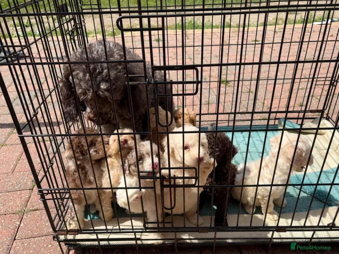 Cockapoo dogs for sale: Beautiful litter of F2 Cockapoo puppies  - Advert 2