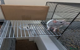 Rat rodents for sale: 2 female rats (4 month old) full cage setup  - Image 4
