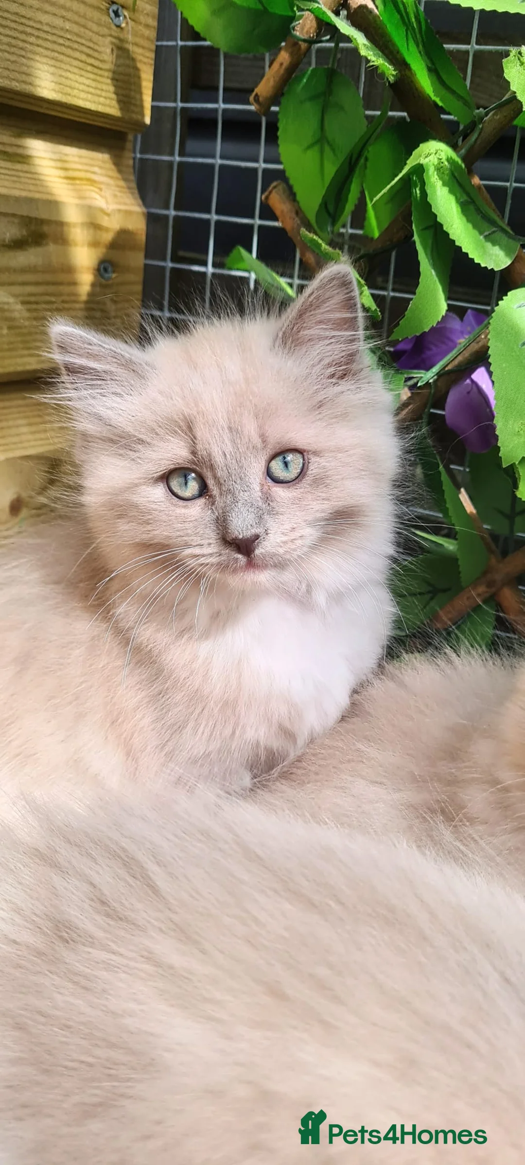 Ragdoll cats for stud: TICA Active blue mitted *True Mink*stud DNA TESTED in Farnborough - Advert 4
