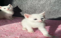 Turkish Angora cats for sale: Gorgeous Snow Turkish Angora Boy Twins URGENT 🩵 - Image 4