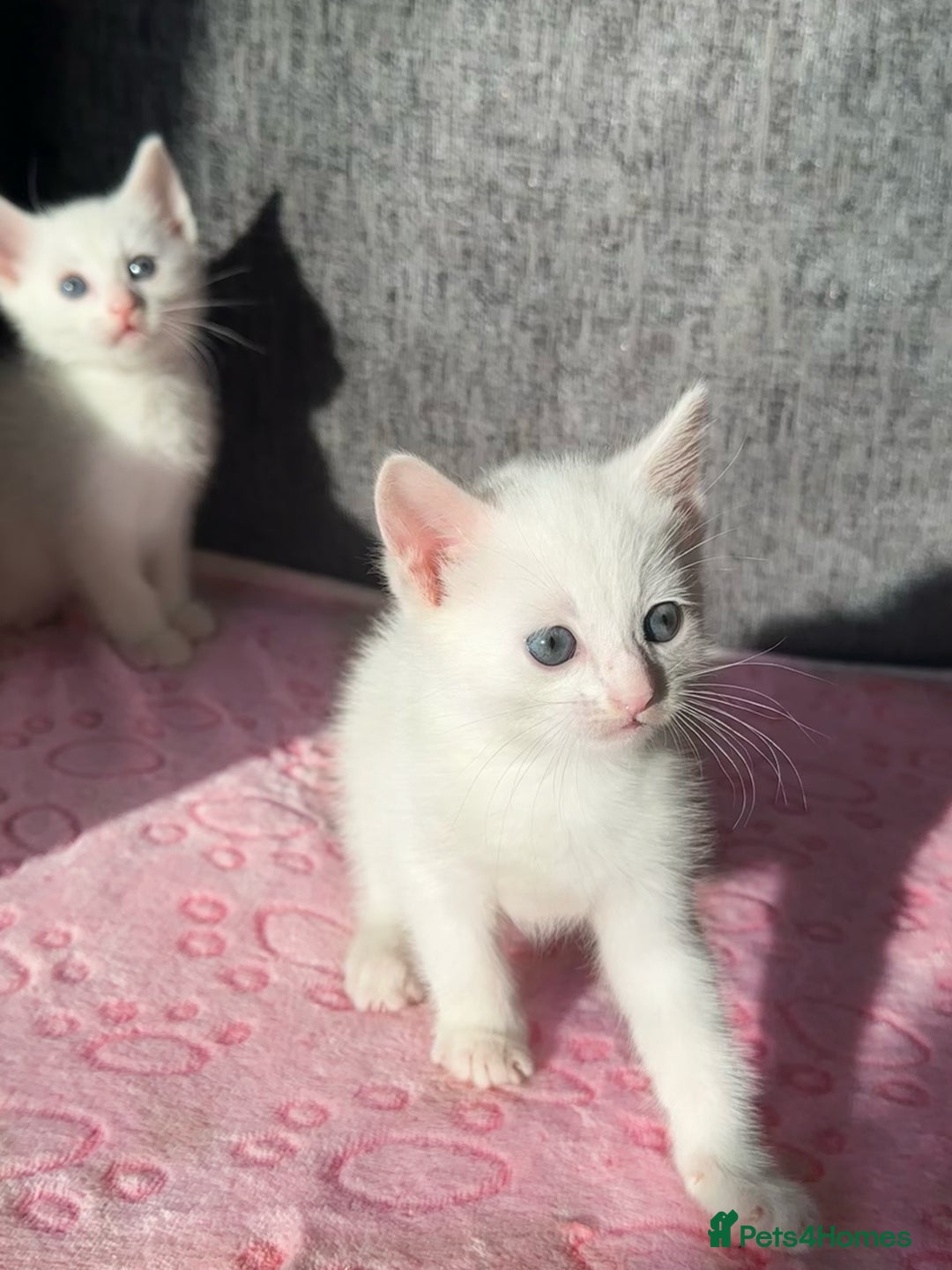 Turkish Angora cats for sale: Gorgeous Snow Turkish Angora Boy Twins URGENT 🩵 - Image 4
