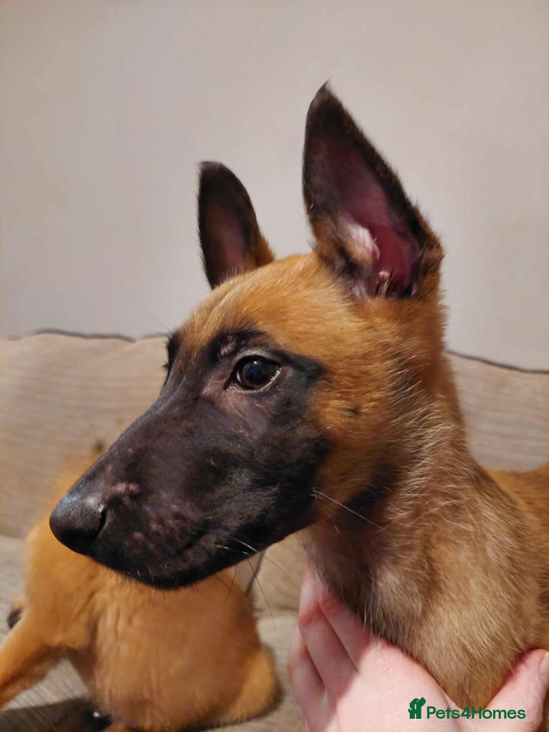 Belgian Shepherd Dog dogs for sale: Belgium malinois pups dad kc regged  - Advert 1