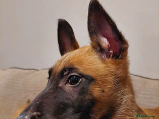 Belgian Shepherd Dog dogs for sale: Belgium malinois pups dad kc regged - Advert 1