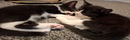 Mixed Breed cats for sale: Kittens for sale - Advert 20