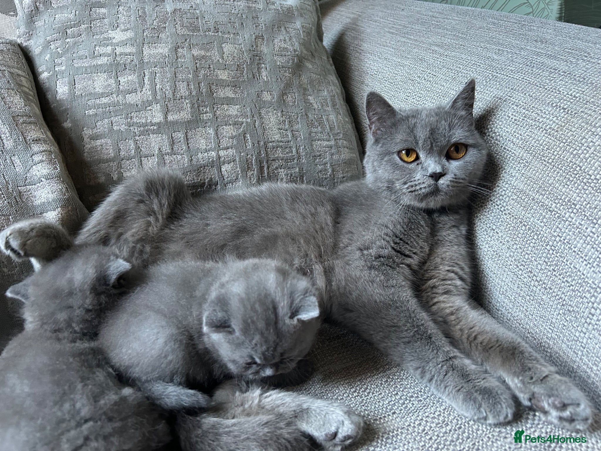 British Shorthair cats British short hairs  - Advert 1