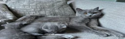British Shorthair cats for sale: British short hairs  - Advert 1