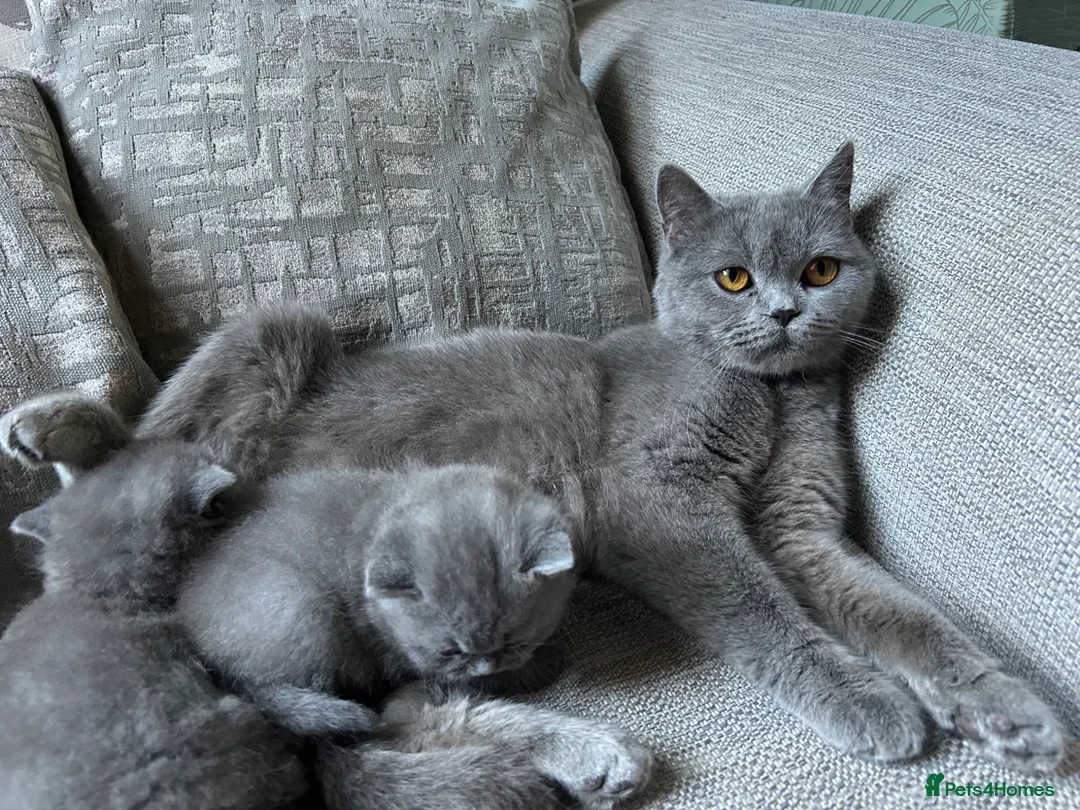 British Shorthair cats for sale: British short hairs  - Advert 1