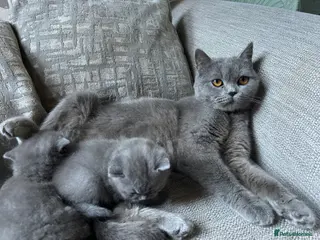 British Shorthair cats British short hairs - Advert 1