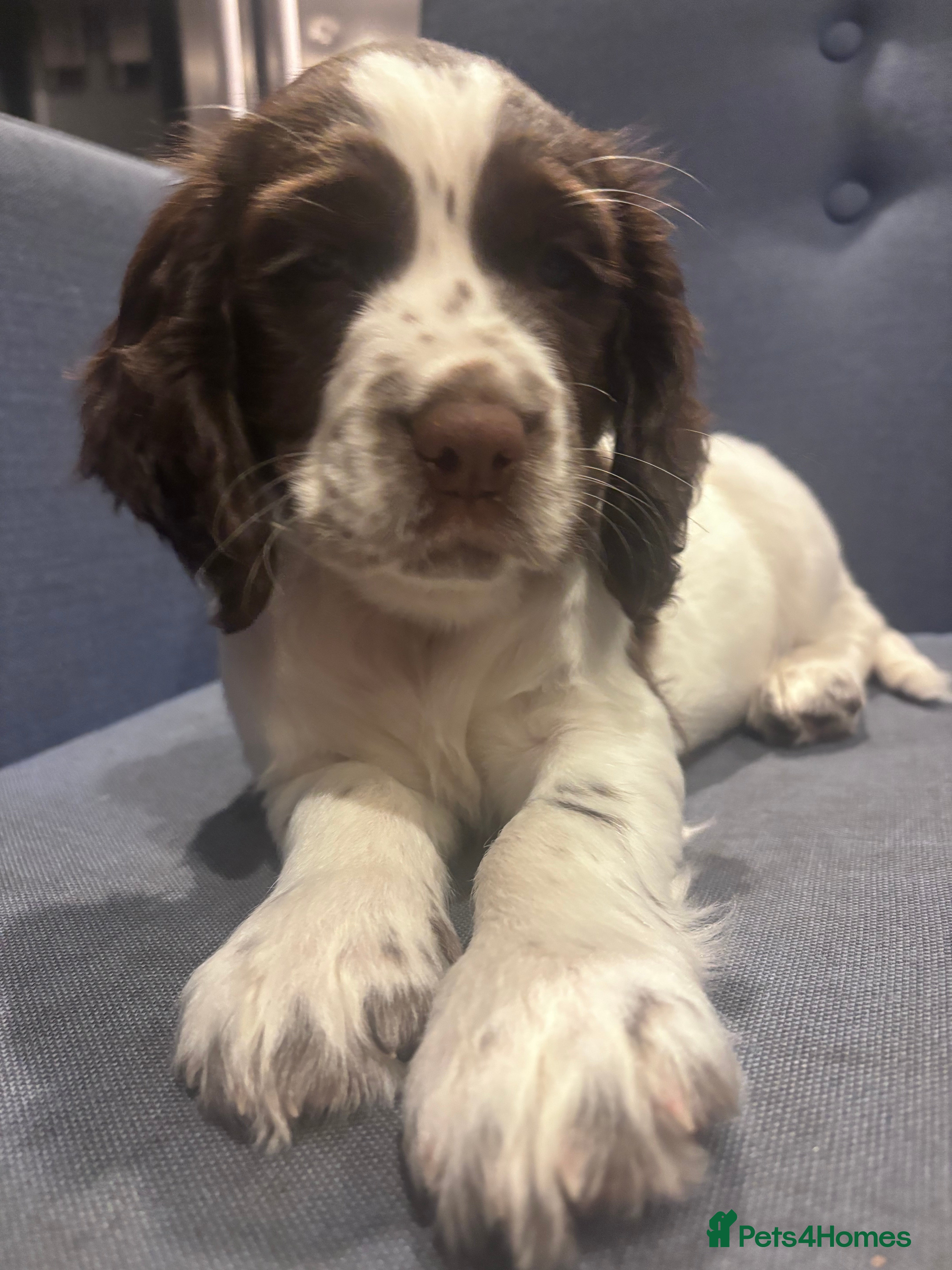 Sprocker dogs Chocolate & Choc&white Sprockers - Ready to go! - Advert 13