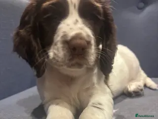 Sprocker dogs Chocolate & Choc&white Sprockers - Ready to go! - Advert 13