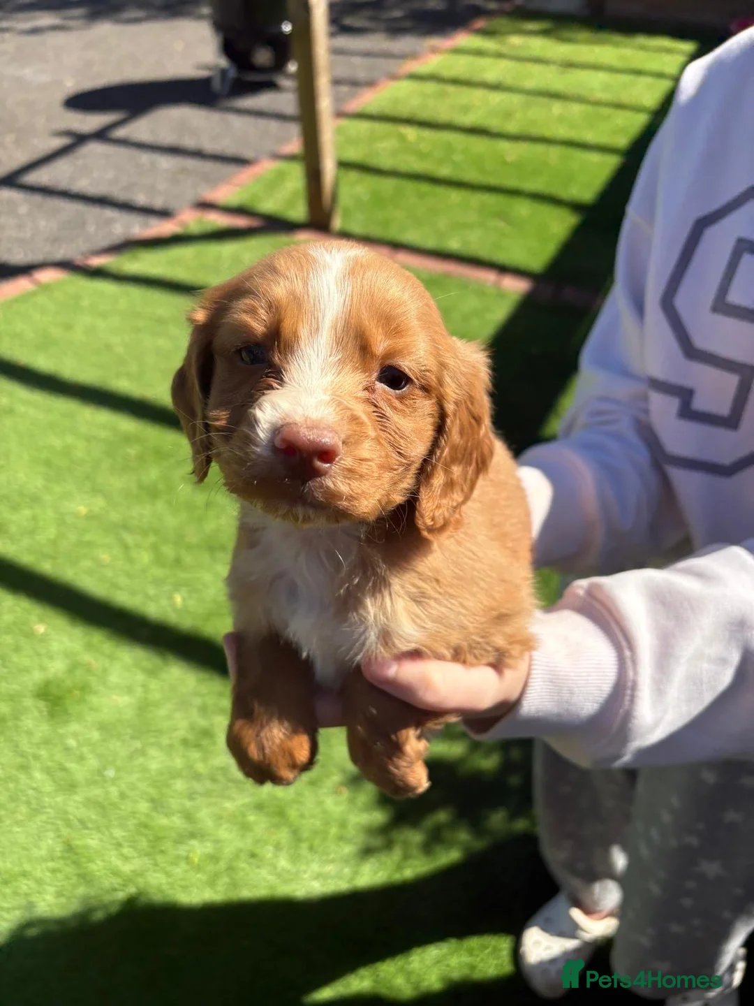 Cocker Spaniel dogs for sale: Ready now DNA health tested cocker spaniel pups - Advert 2
