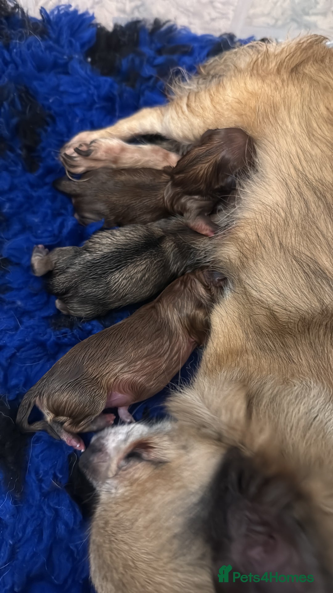 Pomchi dogs for sale: Pomchi boys - Advert 1