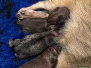 Pomchi dogs Pomchi boys - Advert 1