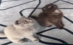 Scottish Fold cats for sale: Scotish kitten  - Image 12