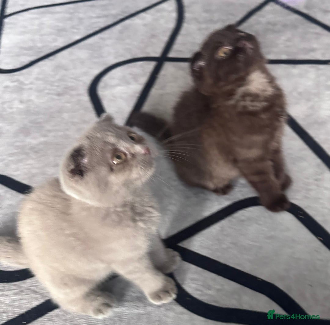 Scottish Fold cats for sale: Scotish kitten  - Image 12