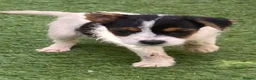 Jack Russell dogs for sale: Jack Russell puppies  - Advert 38
