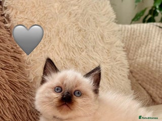 Ragdoll cats 🌿Last one 🐾🍀9 weeks Ragdoll🌿🐾 - Advert 18