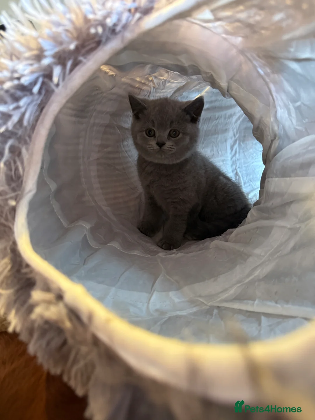 British Shorthair cats for sale: Blue British shorthair kittens  in Sleaford - Advert 12