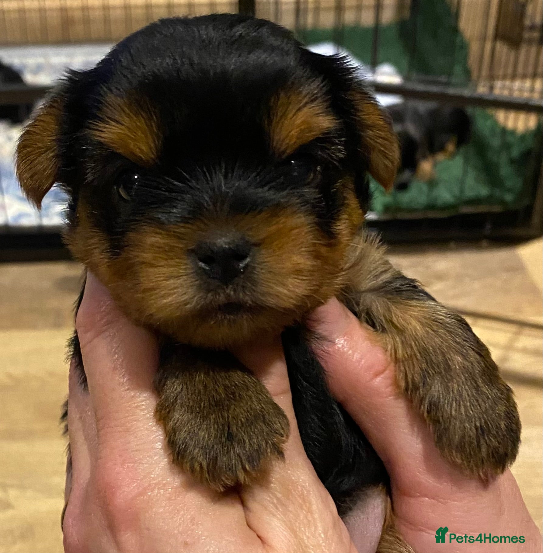 Yorkshire Terrier dogs KC Registered Yorkshire Terrier Puppies  - Advert 1
