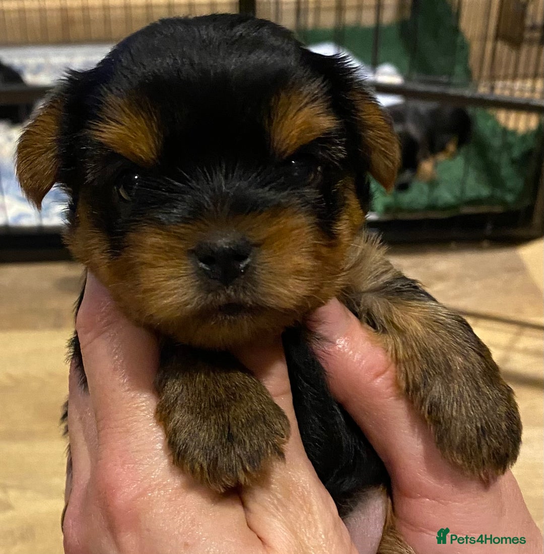 Yorkshire Terrier dogs for sale: KC Registered Yorkshire Terrier Puppies  - Advert 1