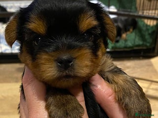 Yorkshire Terrier dogs KC Registered Yorkshire Terrier Puppies - Advert 1