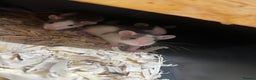 Rat rodents for sale: Show quality pet rats  - Advert 2