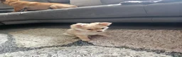Pomchi dogs for sale: 3 beautiful long-haired Chihuahua x Pomchi pups - Advert 8