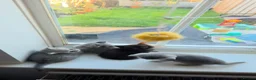 British Shorthair cats for sale: British Shorthair kittens - Advert 7