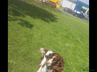 Cocker Spaniel dogs Proven brown and white cocker spaniel stud in Preston - Advert 2