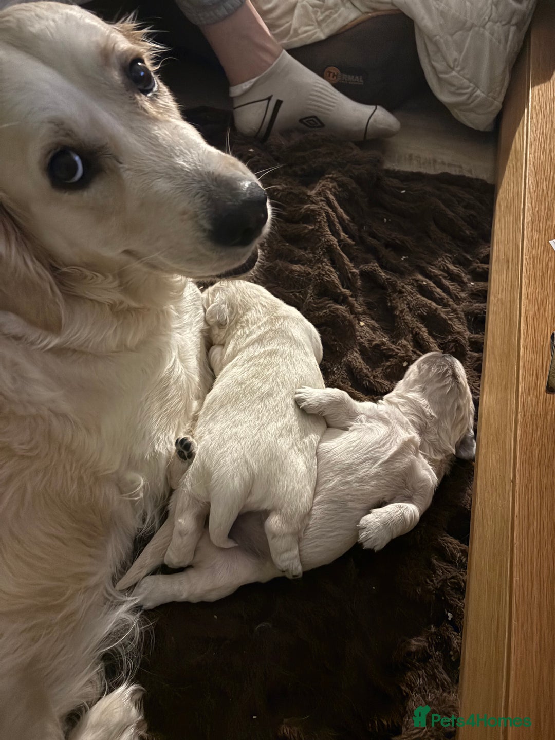 Golden Retriever dogs for sale: KC registered Golden retriever boy puppy - Advert 11