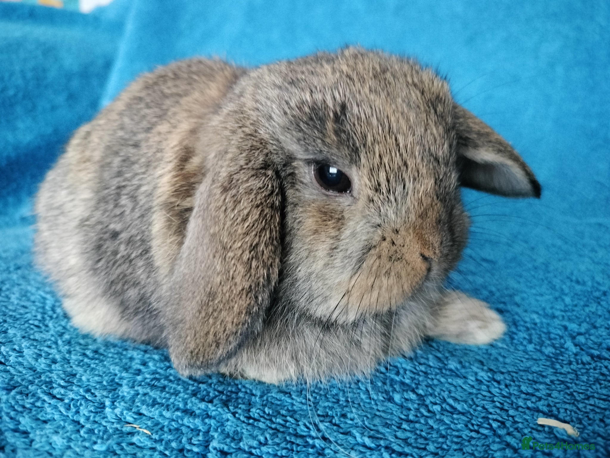 Mini Lop rabbits Baby mini lops for sale  - Advert 16