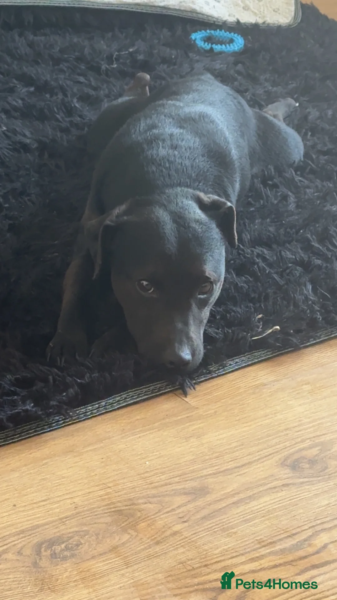 Mixed Breed dogs for sale: Patterdale terror  in Durham - Advert 7