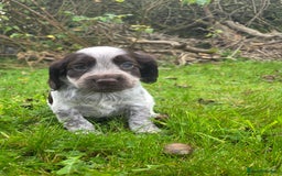 Cocker Spaniel dogs for sale: WORKING COCKER SPANIELS ..DNA CLEAR - Image 10