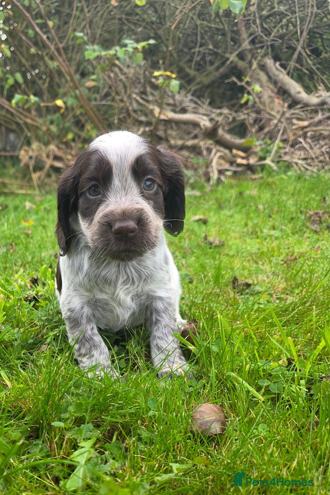 Cocker Spaniel dogs for sale: WORKING COCKER SPANIELS ..DNA CLEAR - Image 10