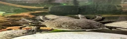Axolotl reptiles for sale: Axolotl looking for new waters  - Advert 3