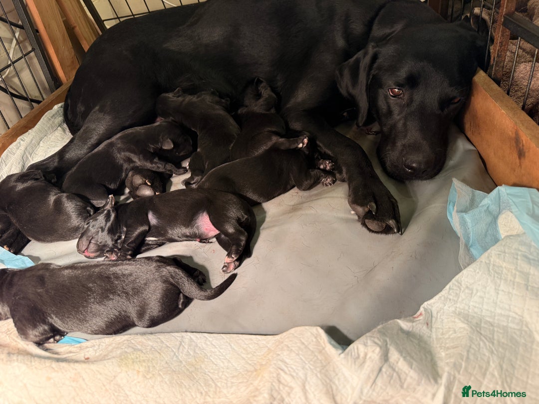 Borador dogs for sale: Borador puppies for sale - Image 3