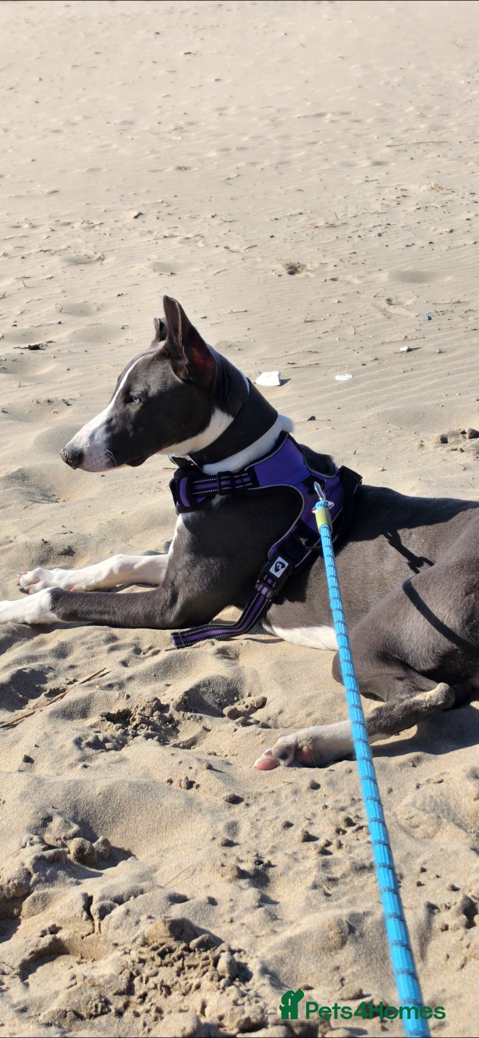 Lurcher dogs Lurcher pup  - Advert 10