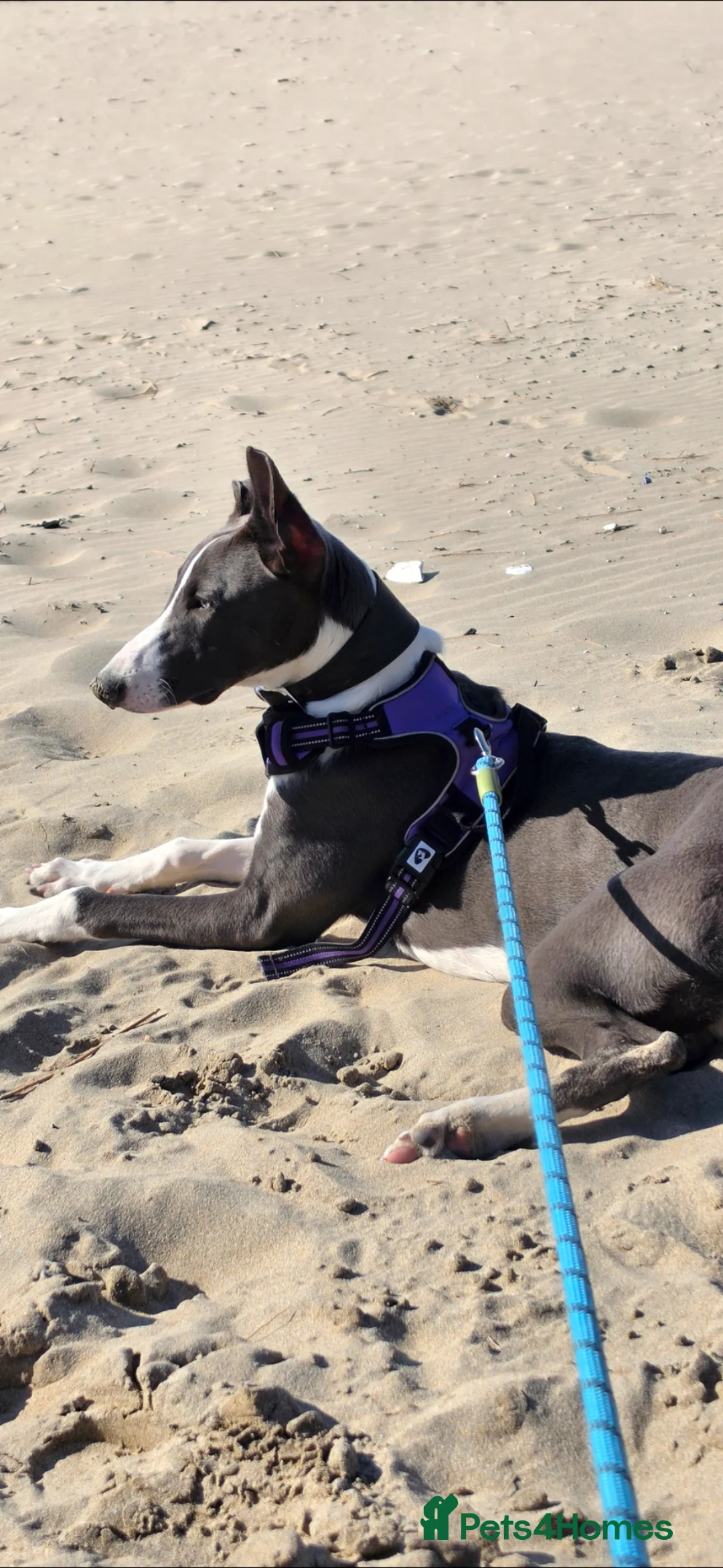 Lurcher dogs for sale: Lurcher pup  - Advert 1