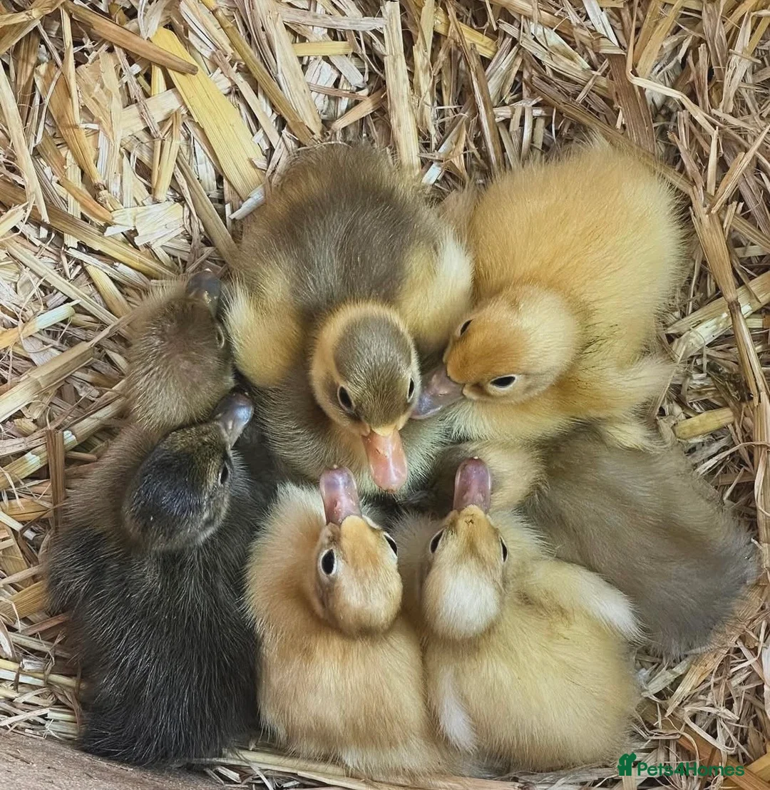 Ducks poultry for sale: Pure Breed Indian Runners - Advert 2