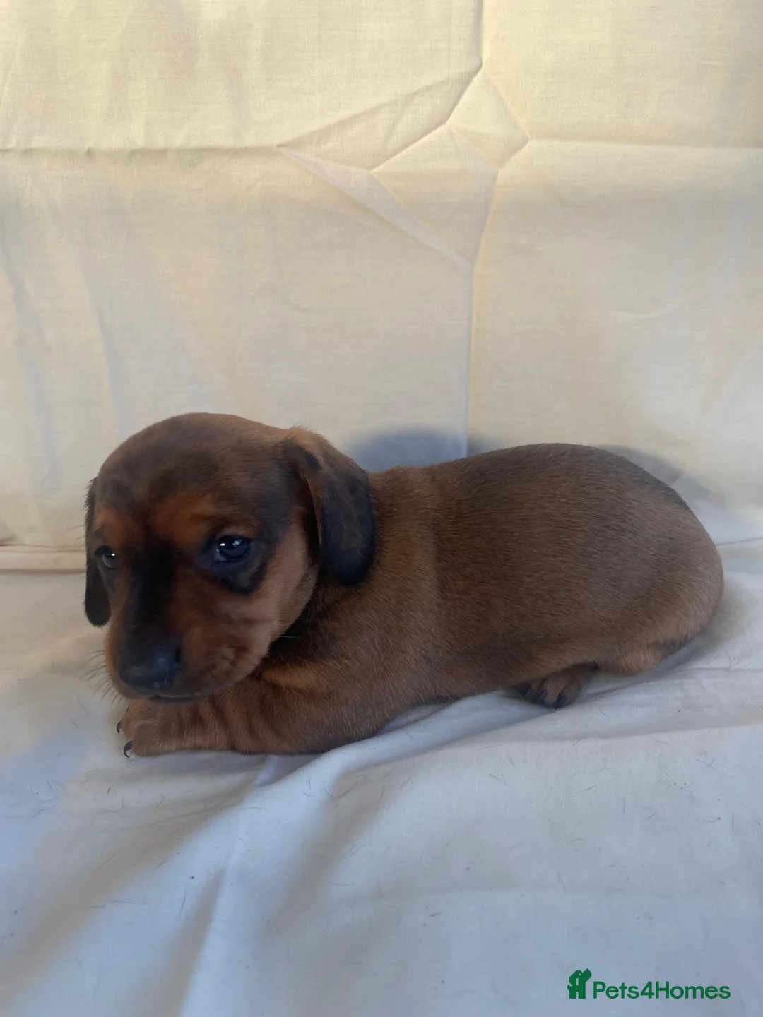 Dachshund dogs for sale: For Sale  - Advert 10